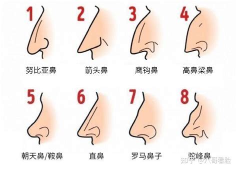 鼻子面相图解|14种鼻型图解揭秘：鼻子类型有很多鼻子外观好能影响。